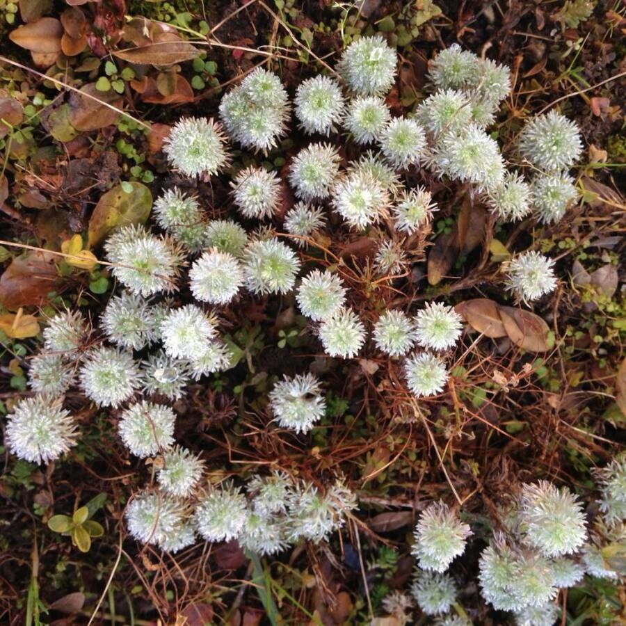 Paronychia argentea flower