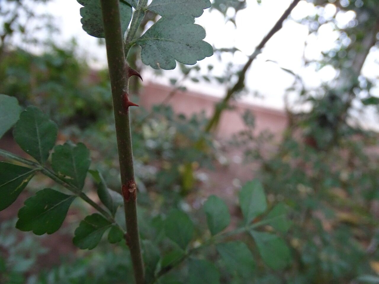 Harrisonia abyssinica bark