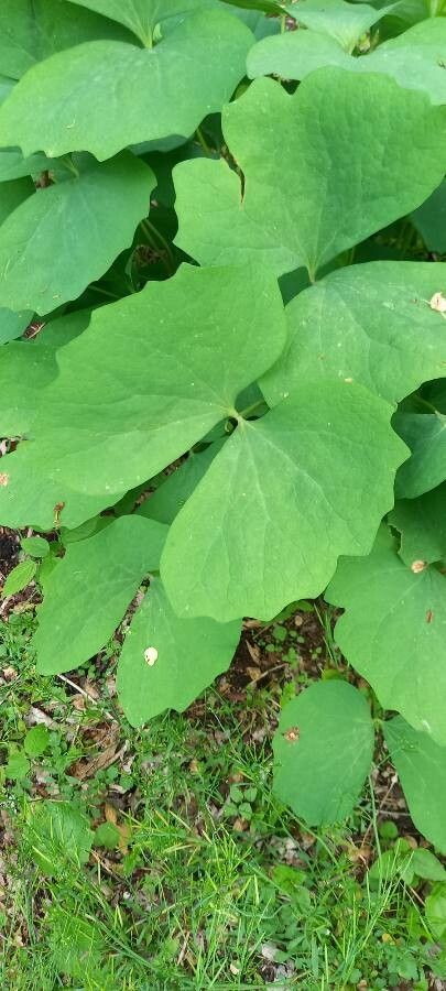 Jeffersonia diphylla leaf