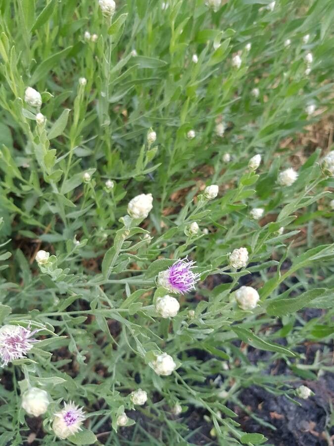 Rhaponticum repens flower