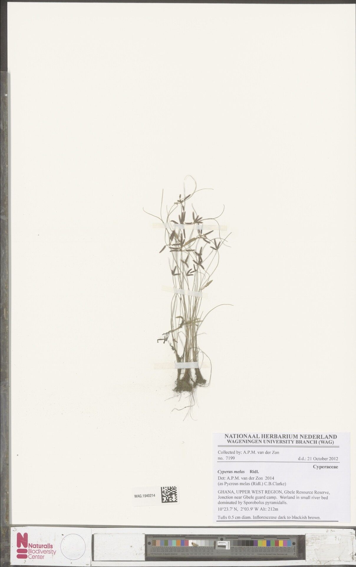 Cyperus melas — houseplant care guide