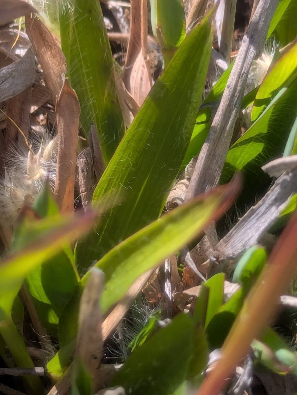 Ischaemum spathulatum — houseplant care guide