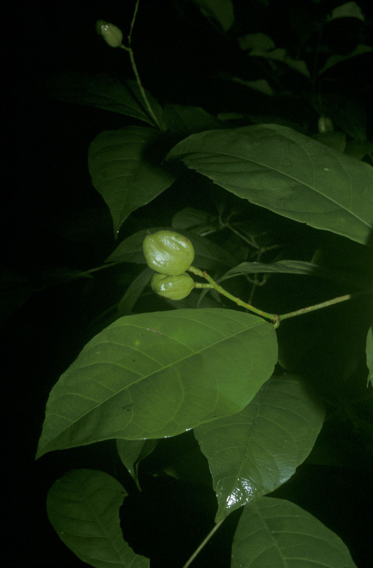 Rinorea flavescens fruit