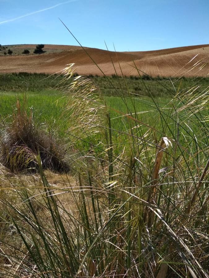 Stipa gigantea fruit