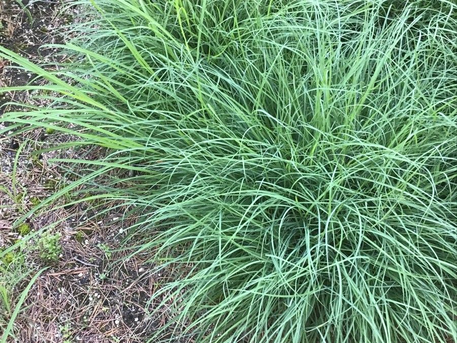 Bothriochloa ischaemum — search result for 'Poaceae'