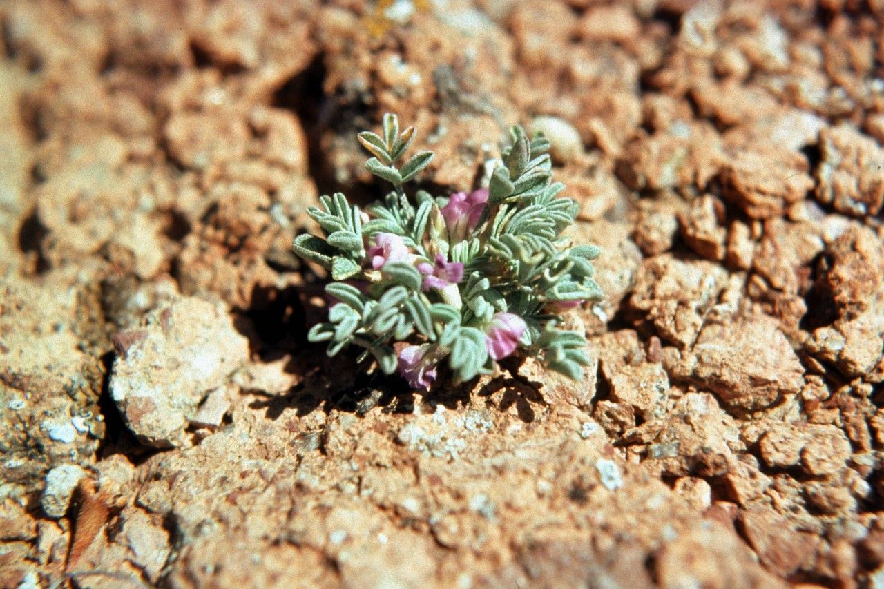 Astragalus beatleyae habit