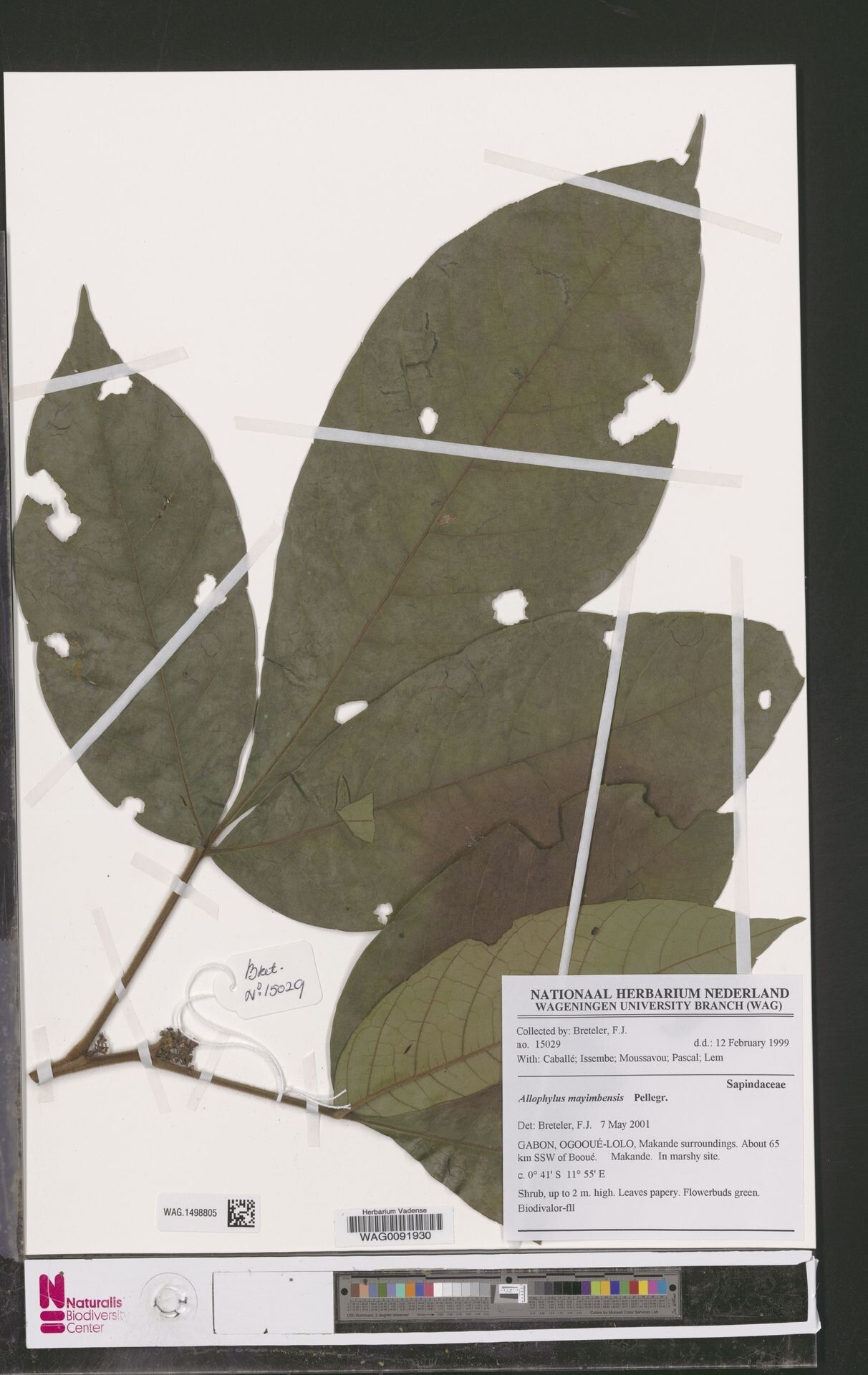 Allophylus mayimbensis — houseplant care guide