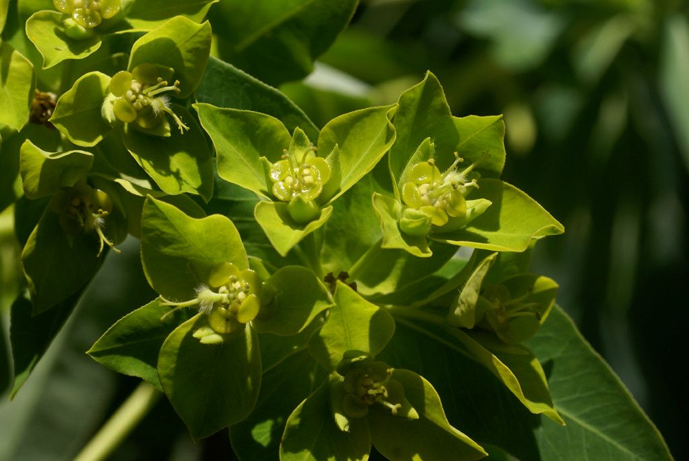 Euphorbia nereidum — houseplant care guide