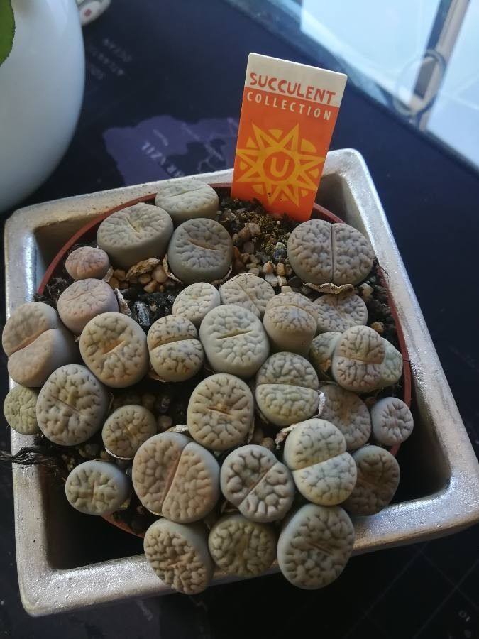 Lithops spp. flower