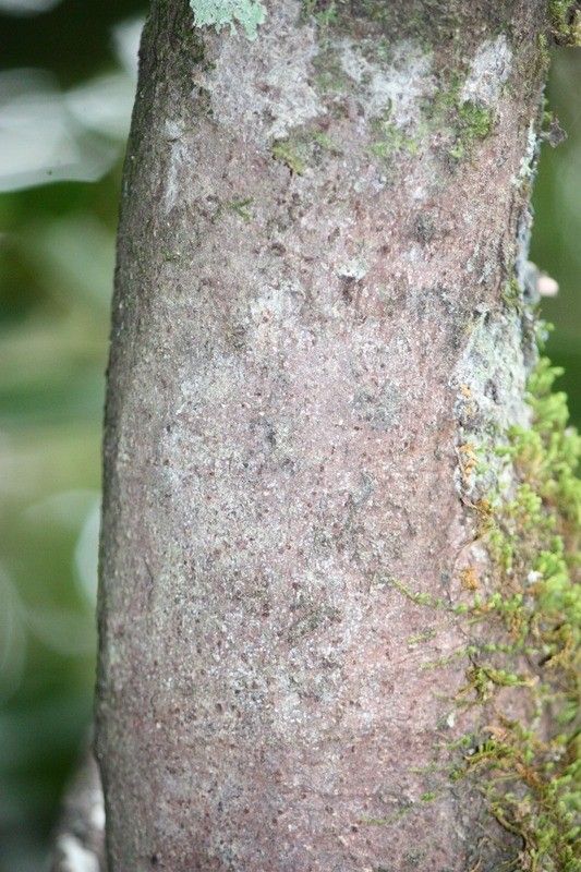 Ficus mauritiana bark