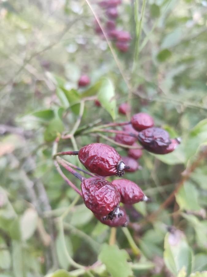 Rosa pouzinii fruit