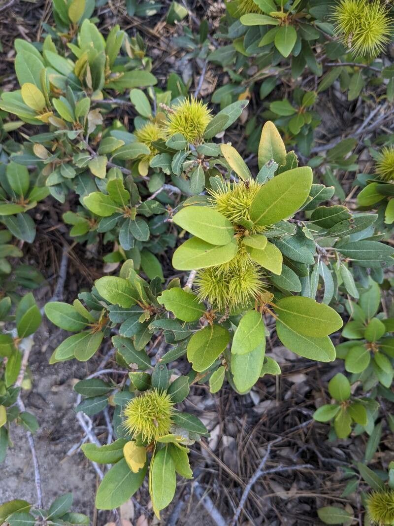 Chrysolepis sempervirens