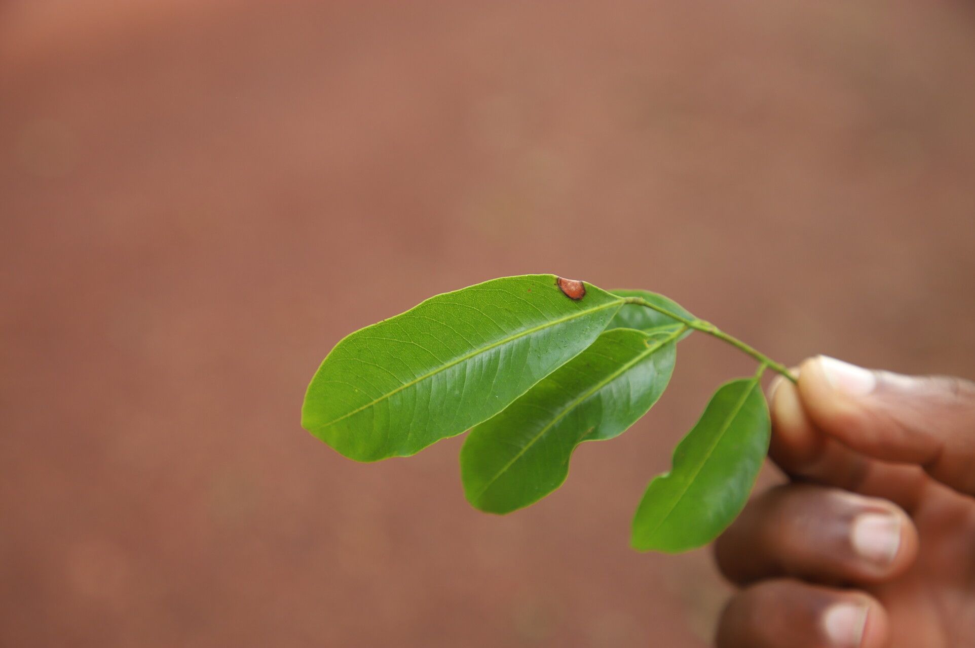Pterocarpus tessmannii — search result for 'Pterocarpus'
