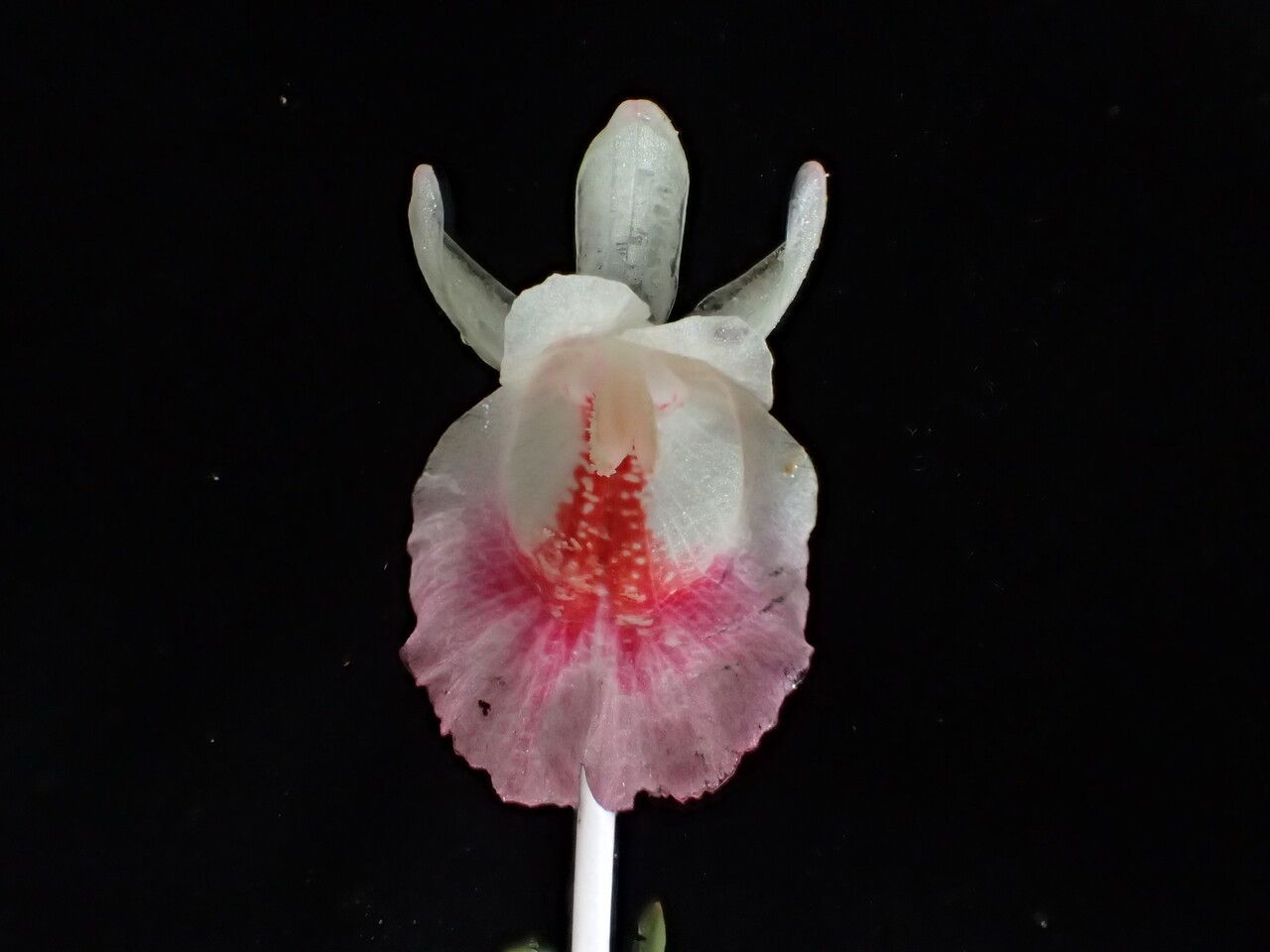 Boesenbergia hamiltonii — related species from the same genus