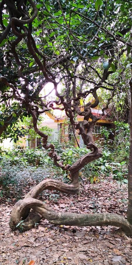 Entada phaseoloides bark