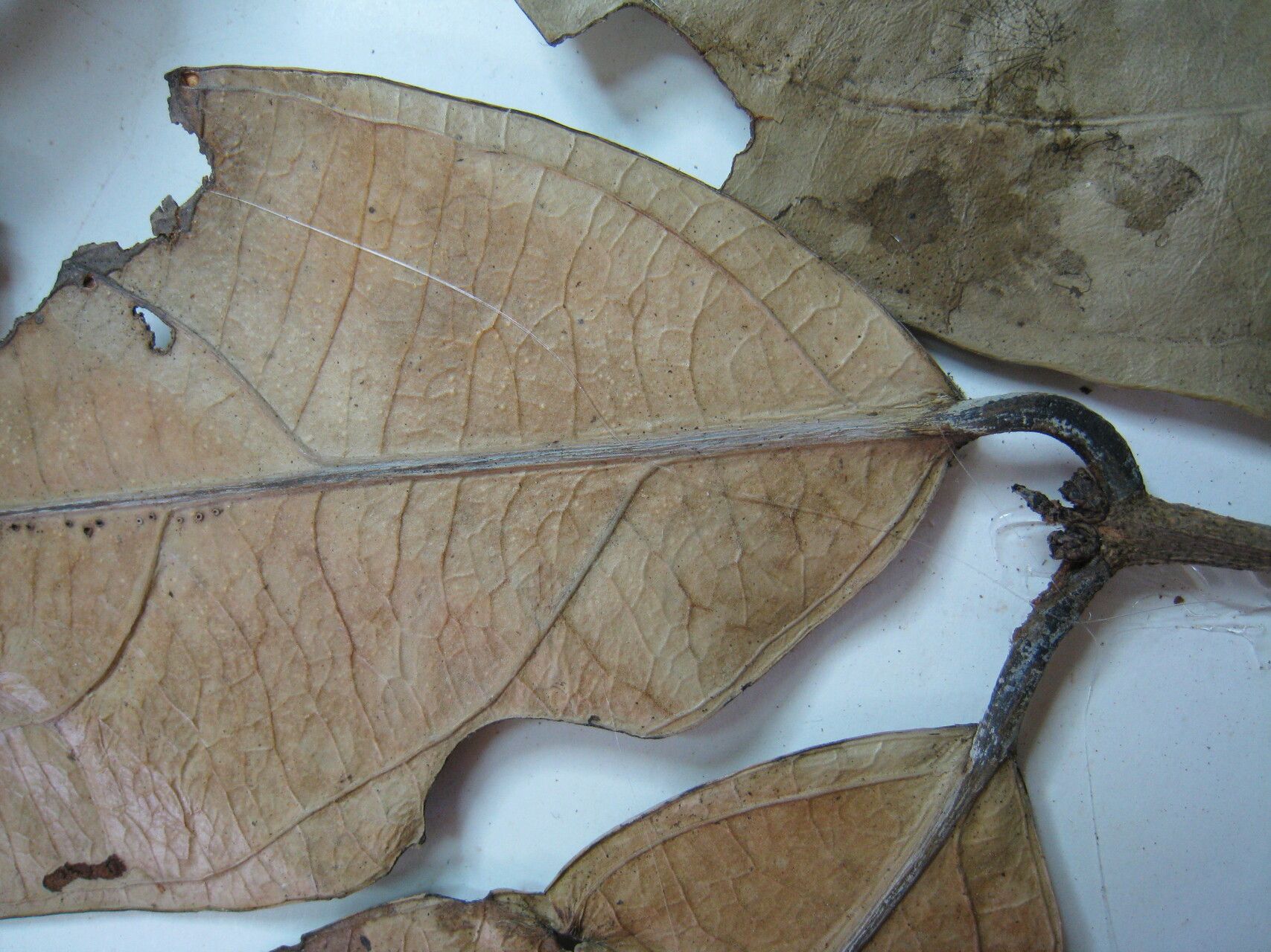 Tontelea attenuata other