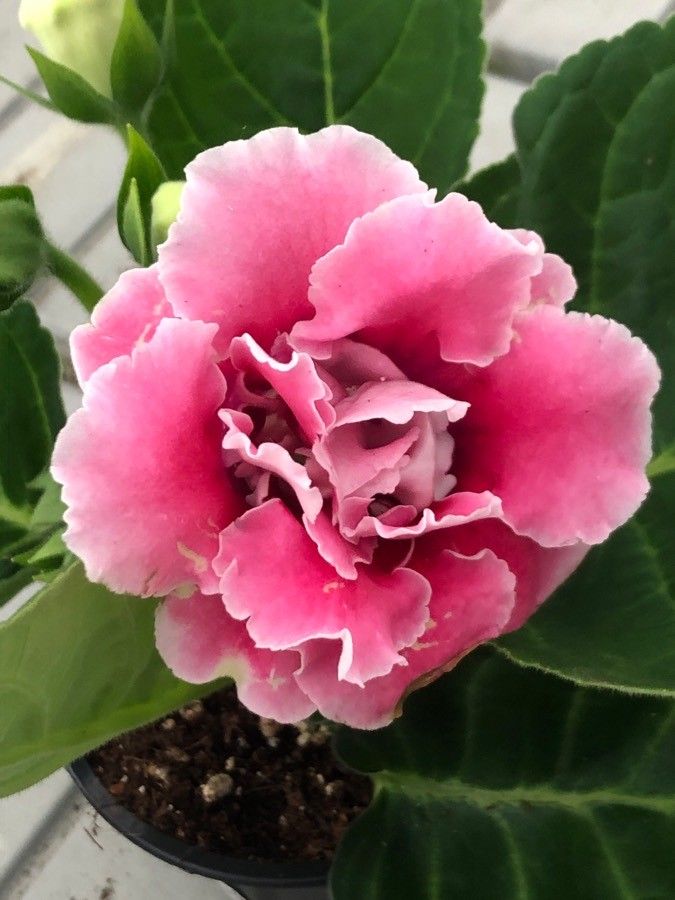 Sinningia speciosa flower