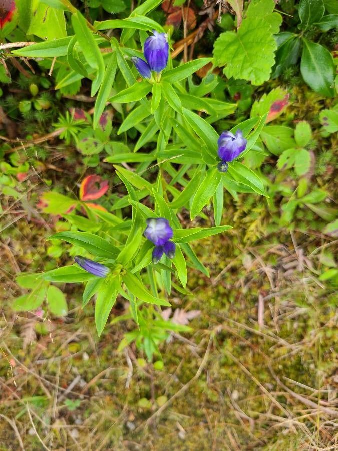 Gentiana linearis — search result for 'Gentianaceae'