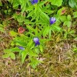 Gentiana linearis