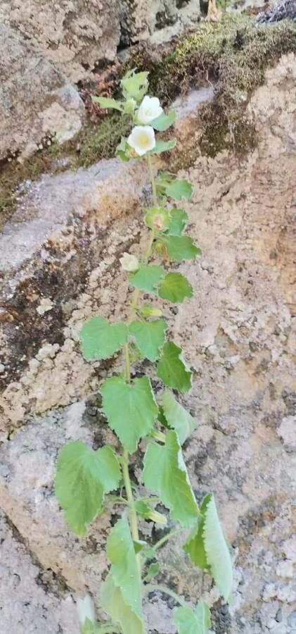 Campanula lanata leaf