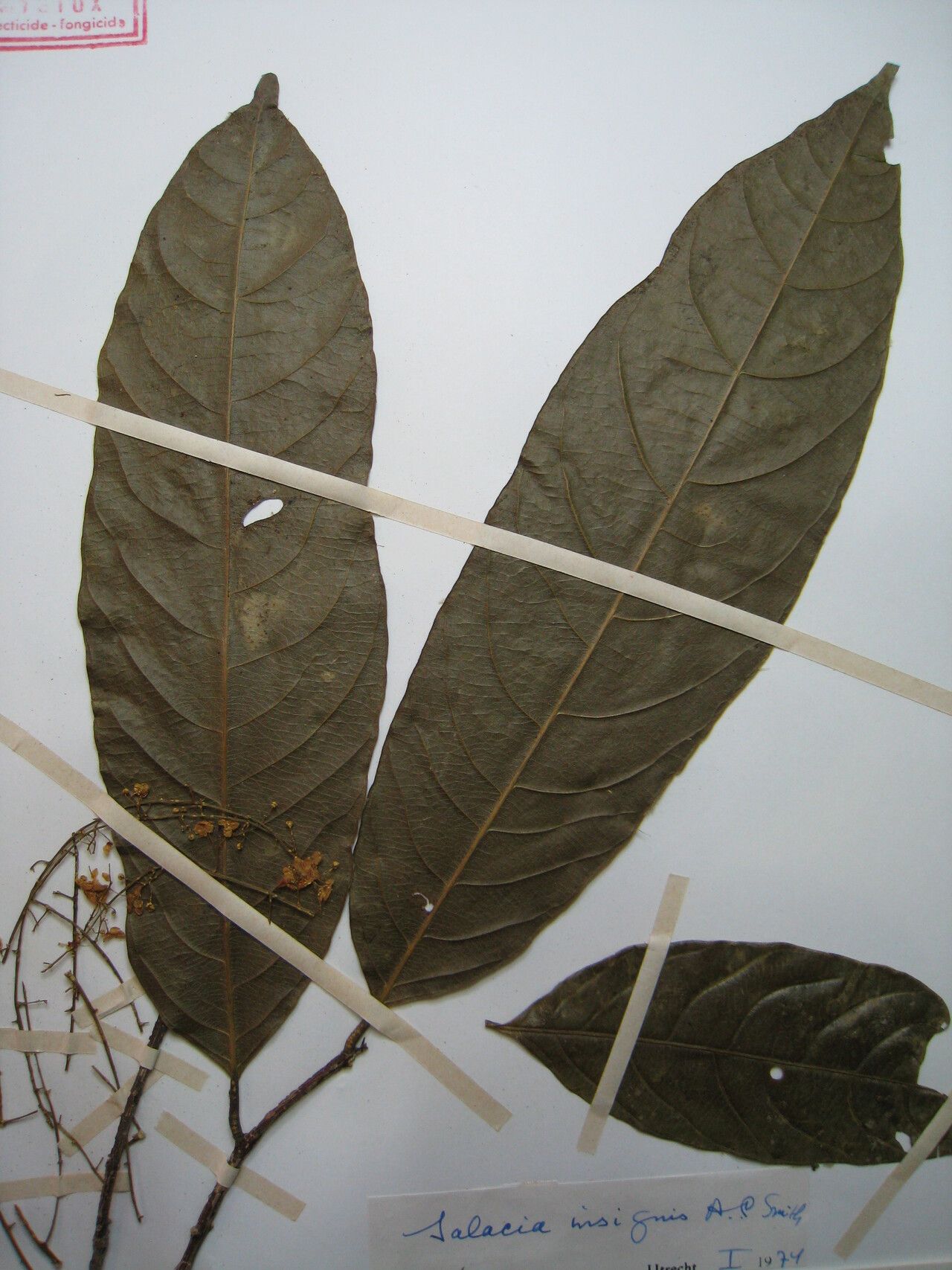 Salacia insignis — houseplant care guide