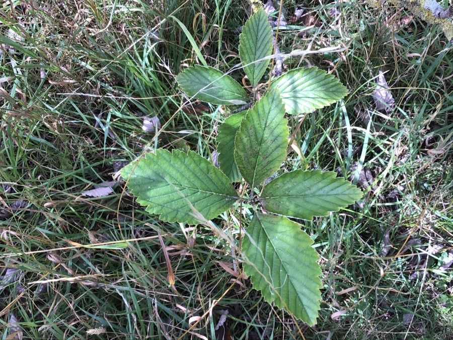 Sorbus wilmottiana — houseplant care guide