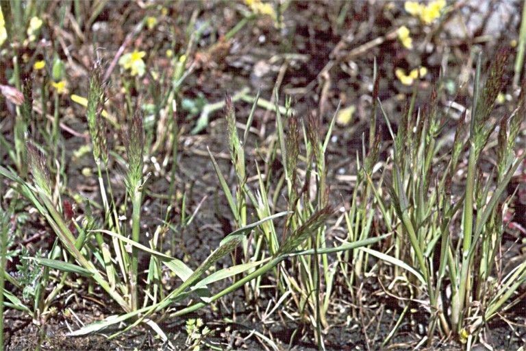 Agrostis microphylla habit