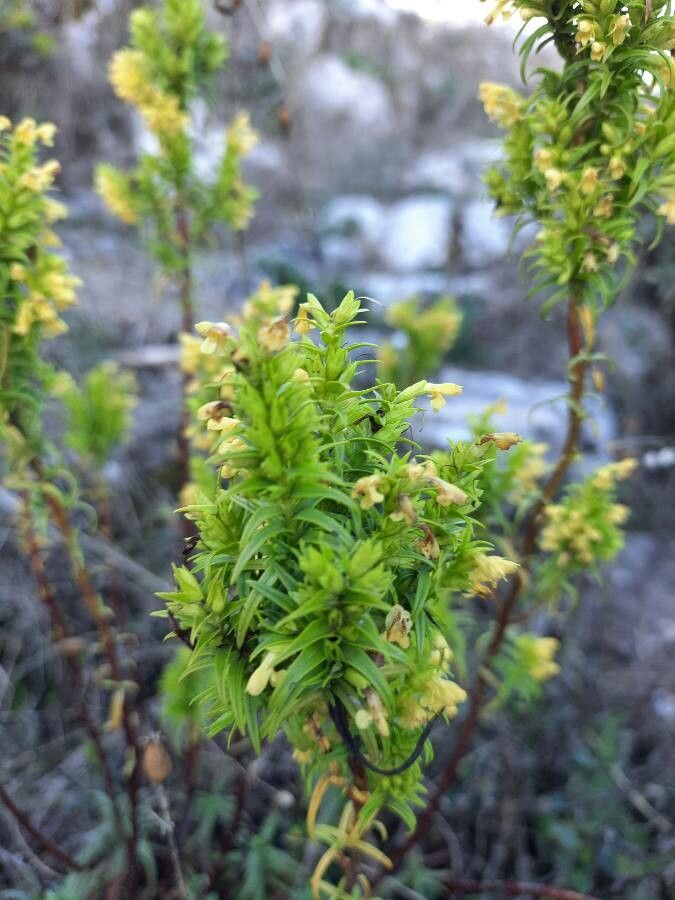 Odontites bocconei — related species from the same genus