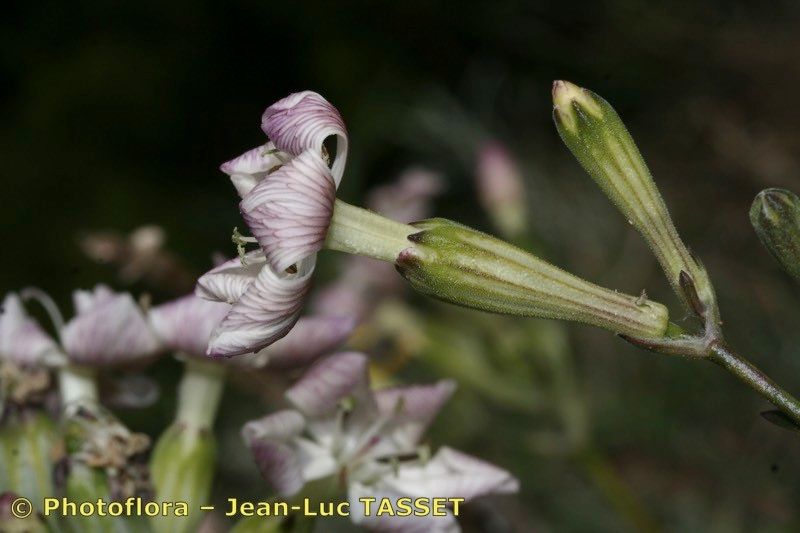 Silene rothmaleri flower