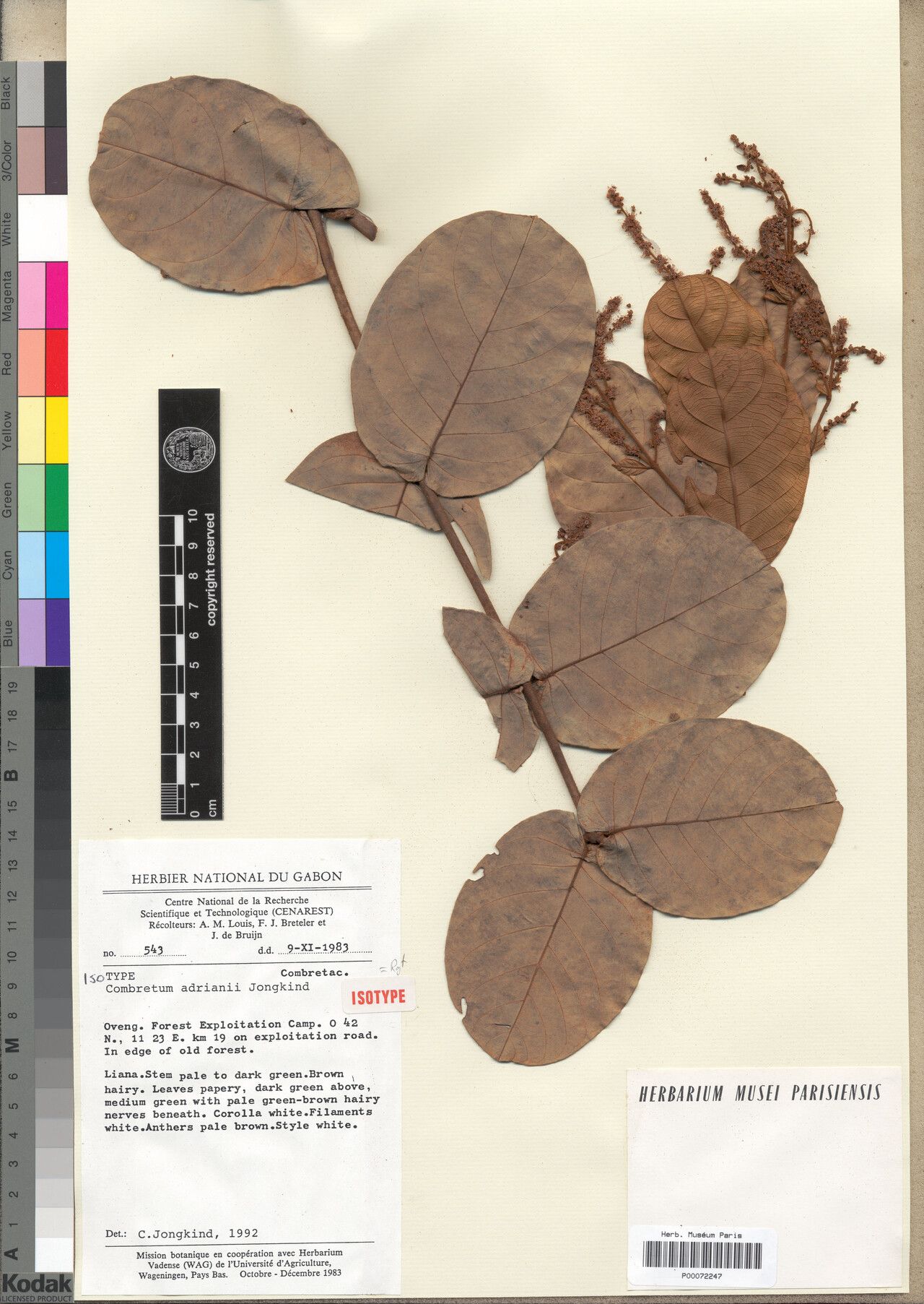 Combretum adrianii — related species from the same genus