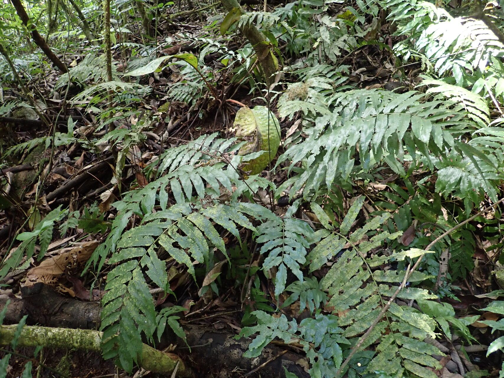 Bolbitis acrostichoides habit