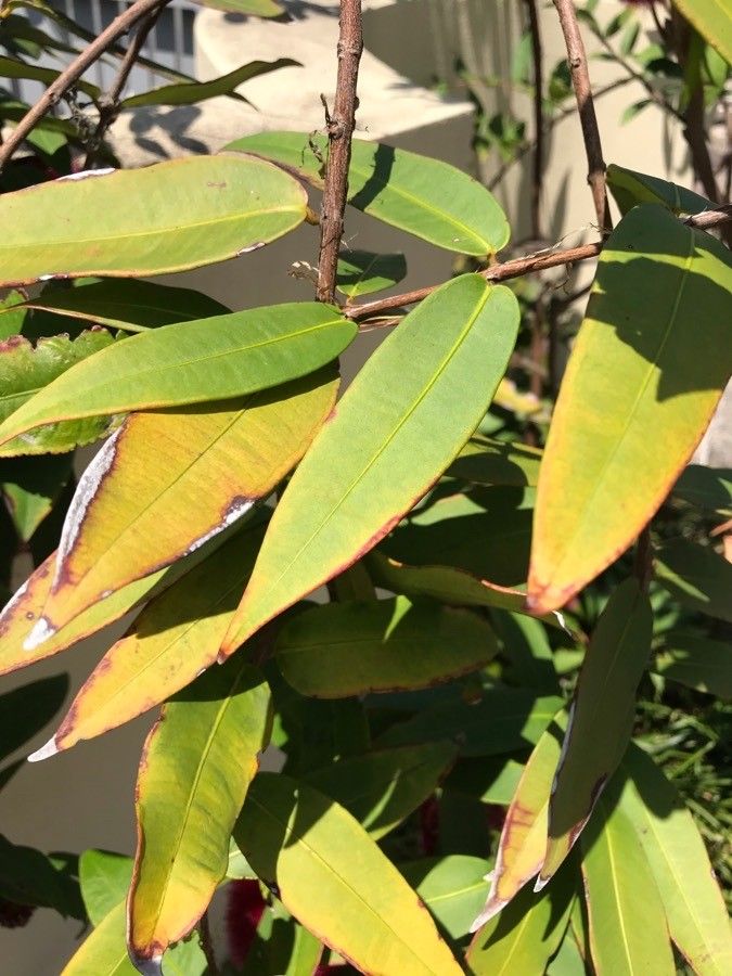 Syzygium wilsonii — houseplant care guide