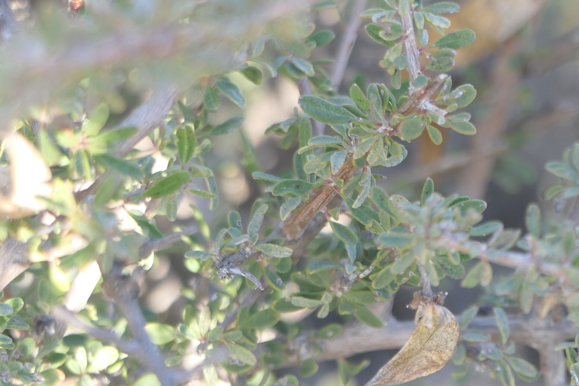 Prosopis glandulosa leaf