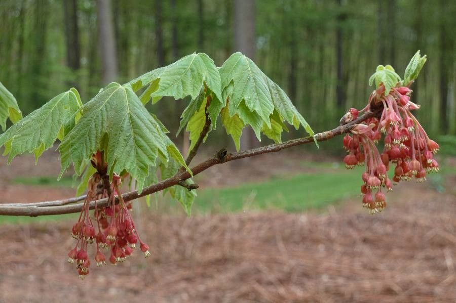 Acer diabolicum flower