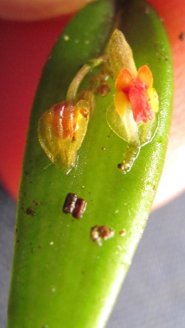 Lepanthes lindleyana — houseplant care guide