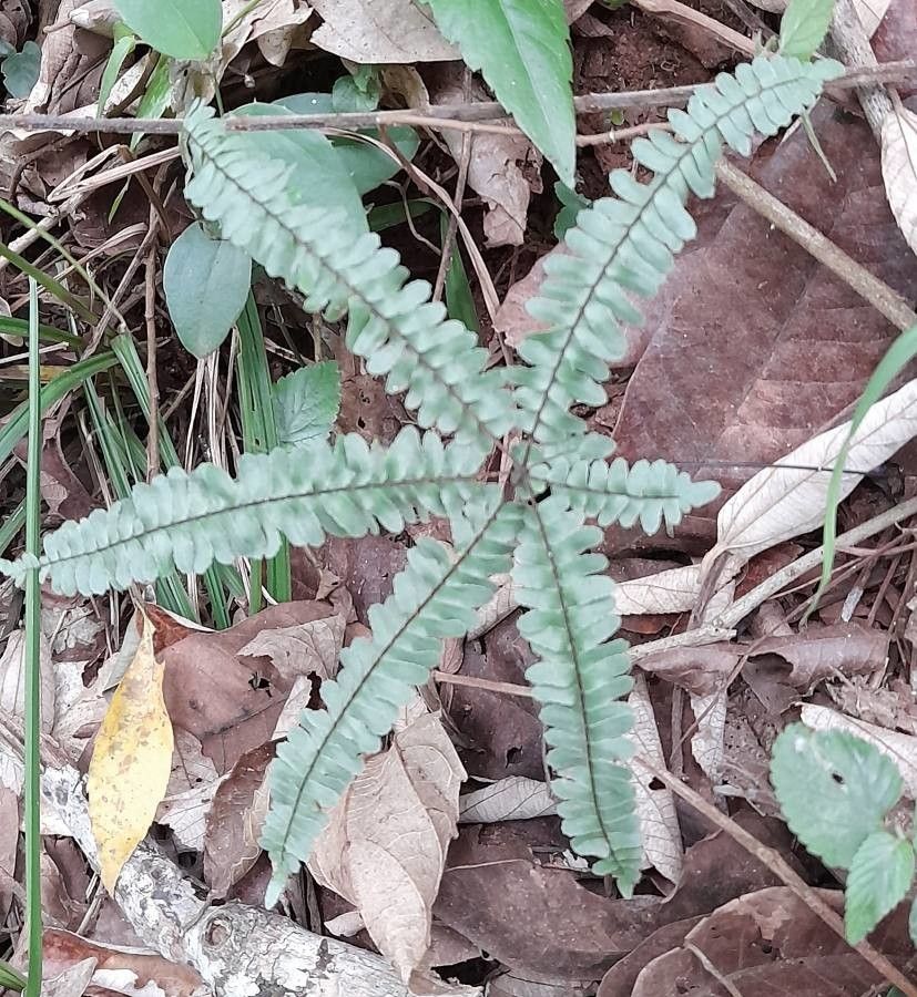 Hemionitis radiata habit