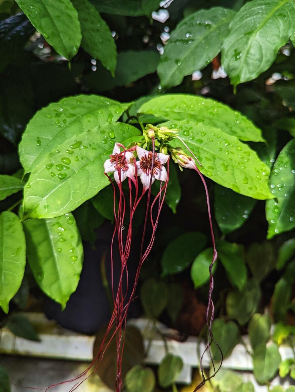 Strophanthus preussii flower