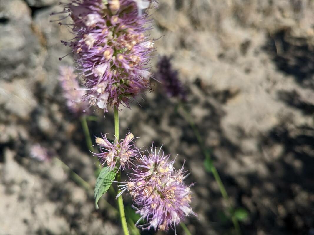 Agastache urticifolia flower