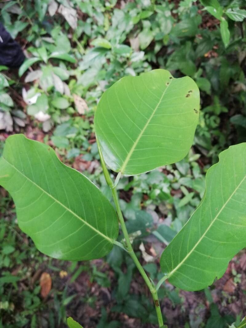 Irvingia smithii leaf