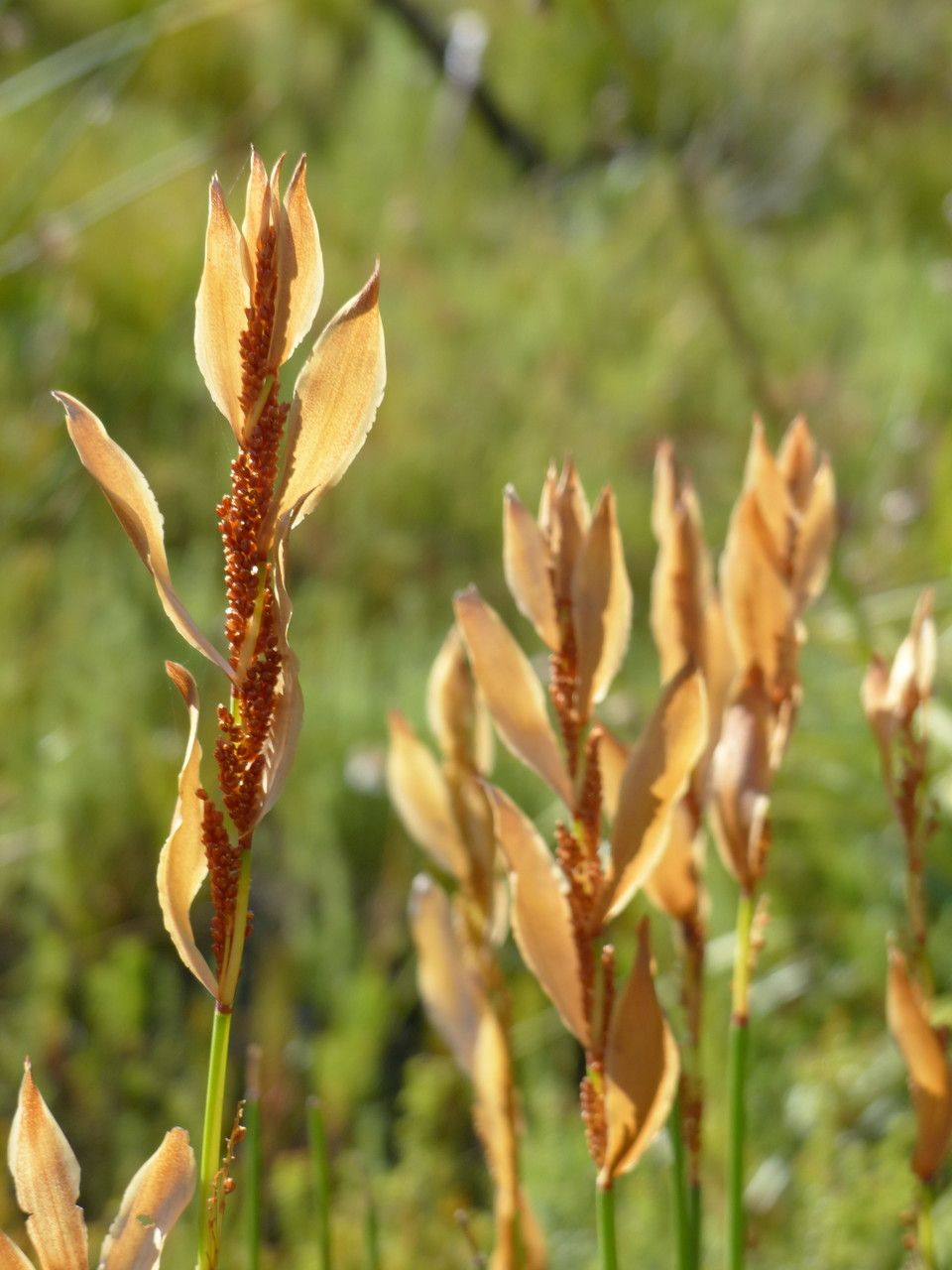 Elegia persistens flower