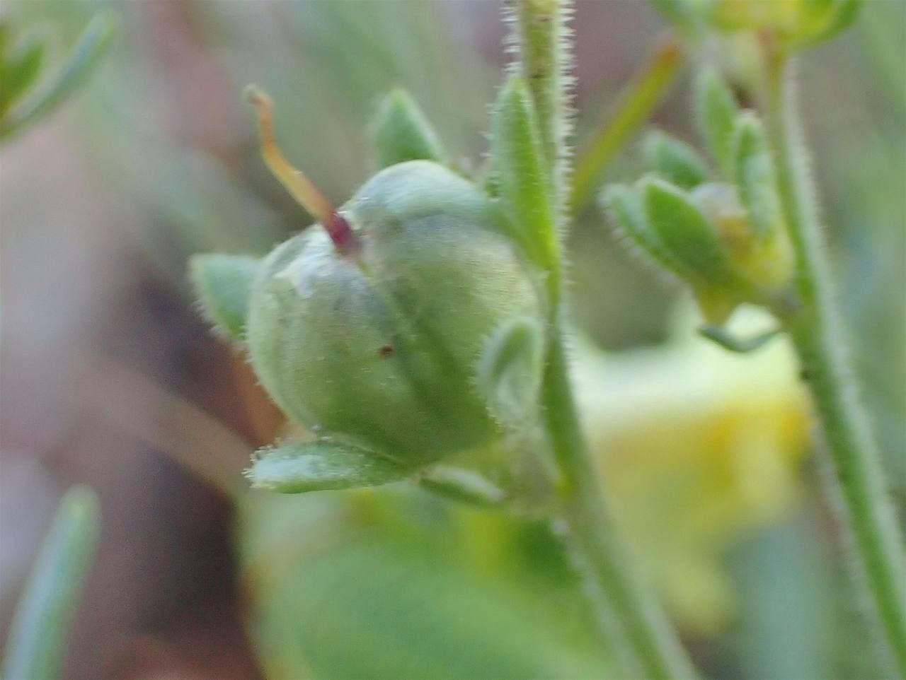 Linaria supina fruit