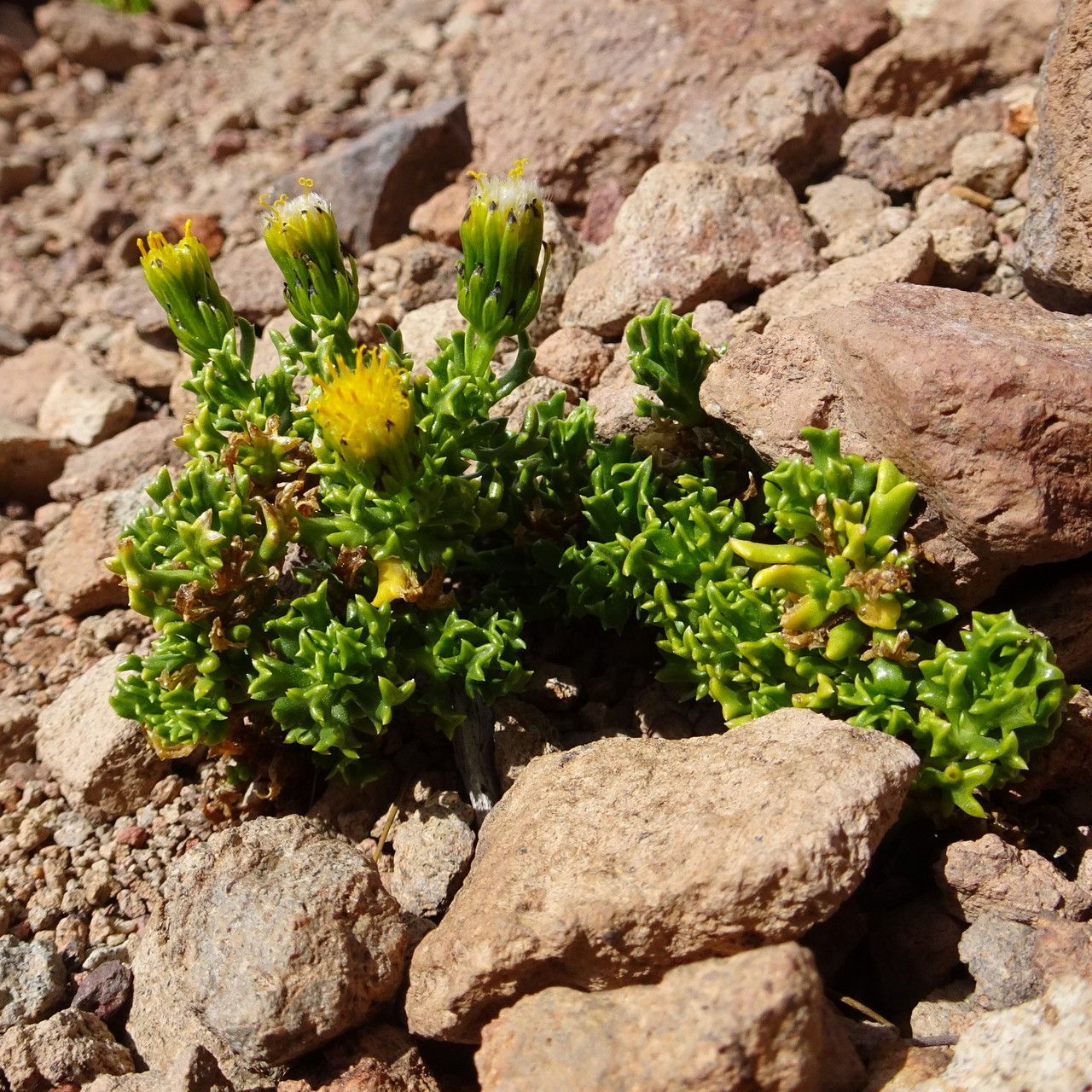 Senecio puchei habit