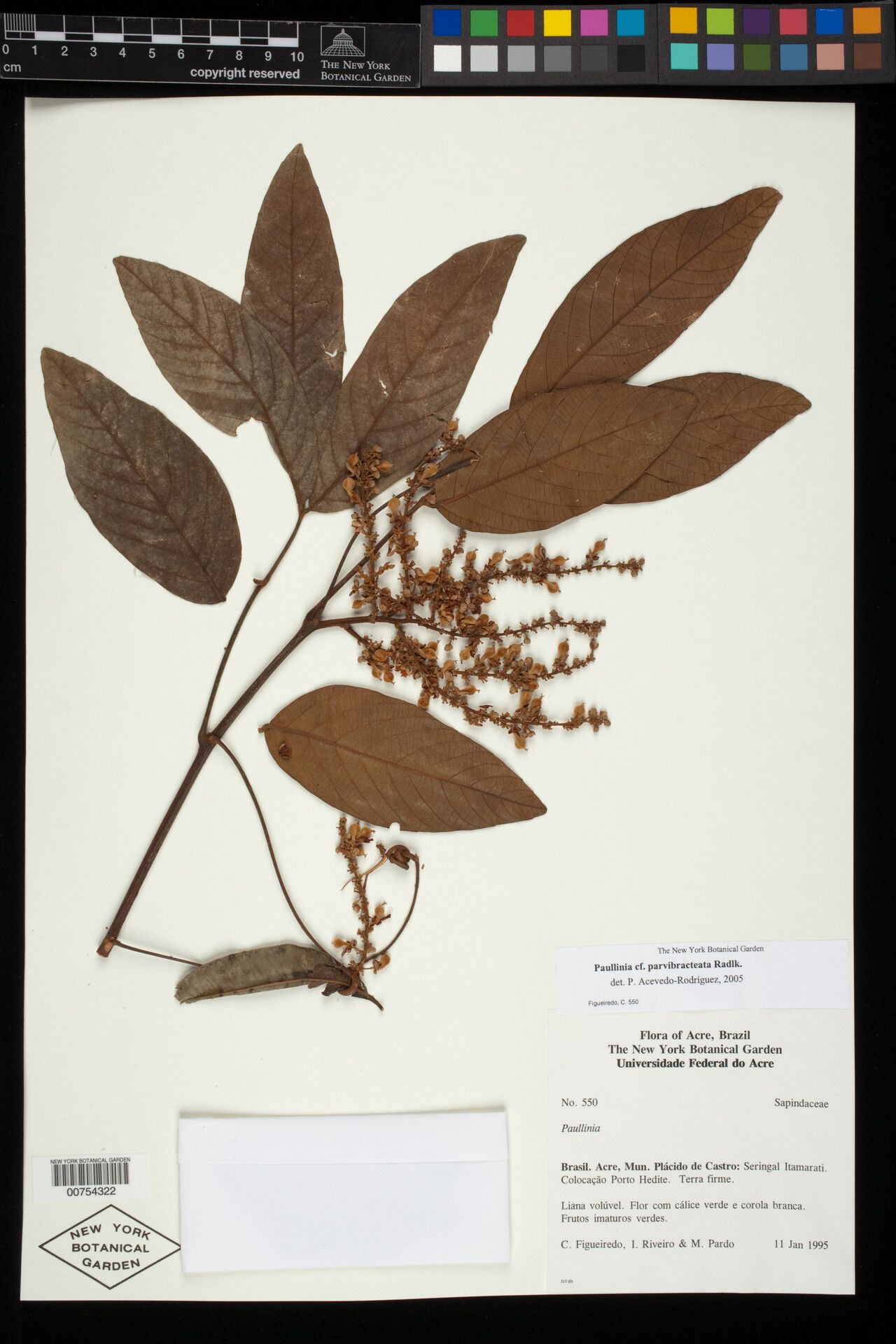 Paullinia parvibractea — search result for 'Paullinia'