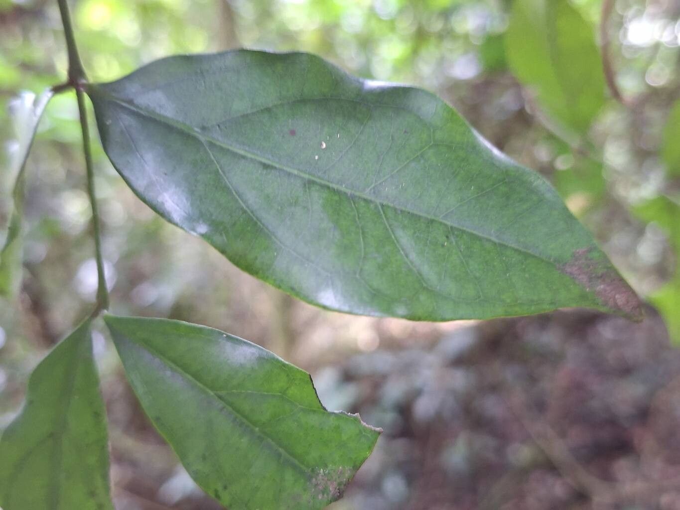 Strychnos mitis — houseplant care guide