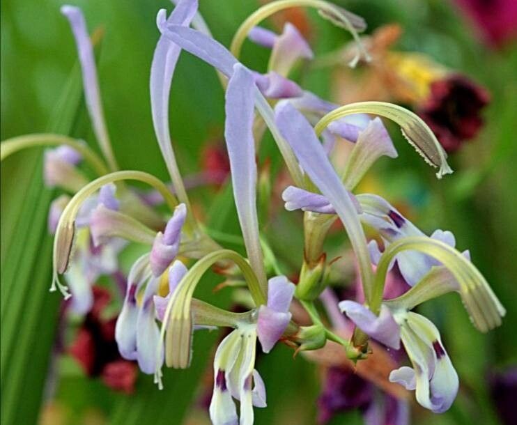 Babiana sinuata — houseplant care guide