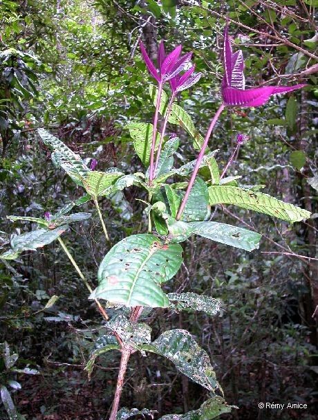 Eugenia grisiana — houseplant care guide