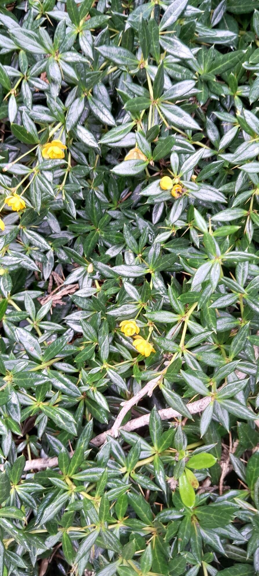 Berberis × hybridogagnepainii habit