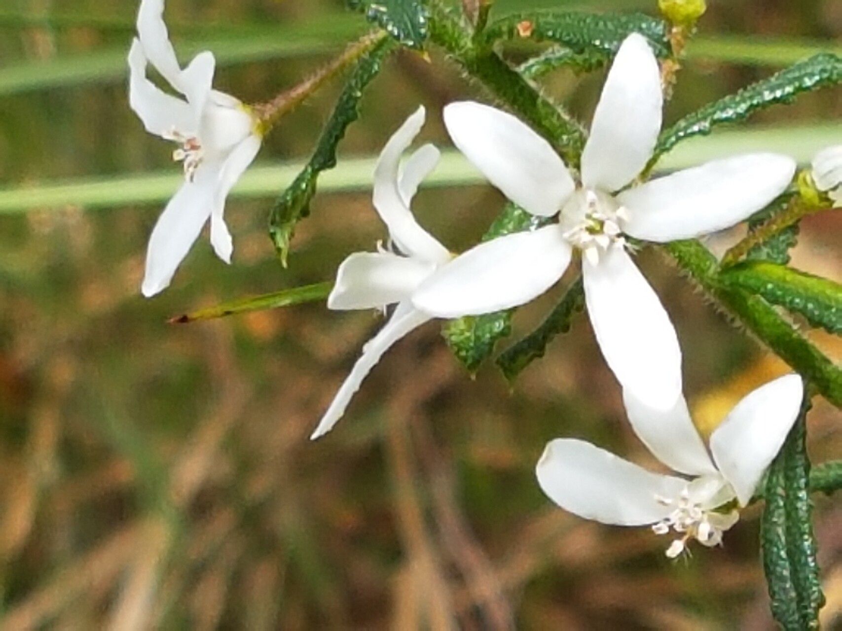 Philotheca hispidula flower