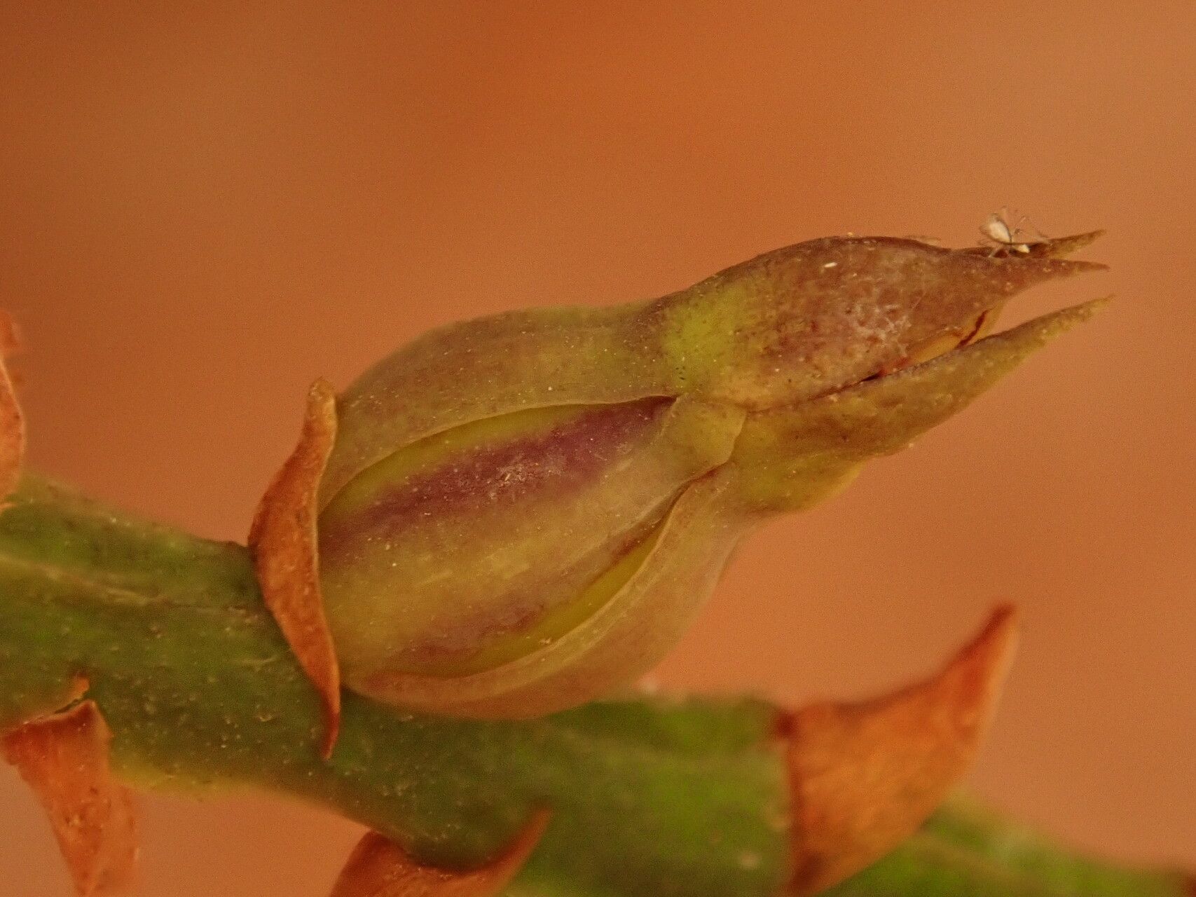 Bulbophyllum encephalodes fruit