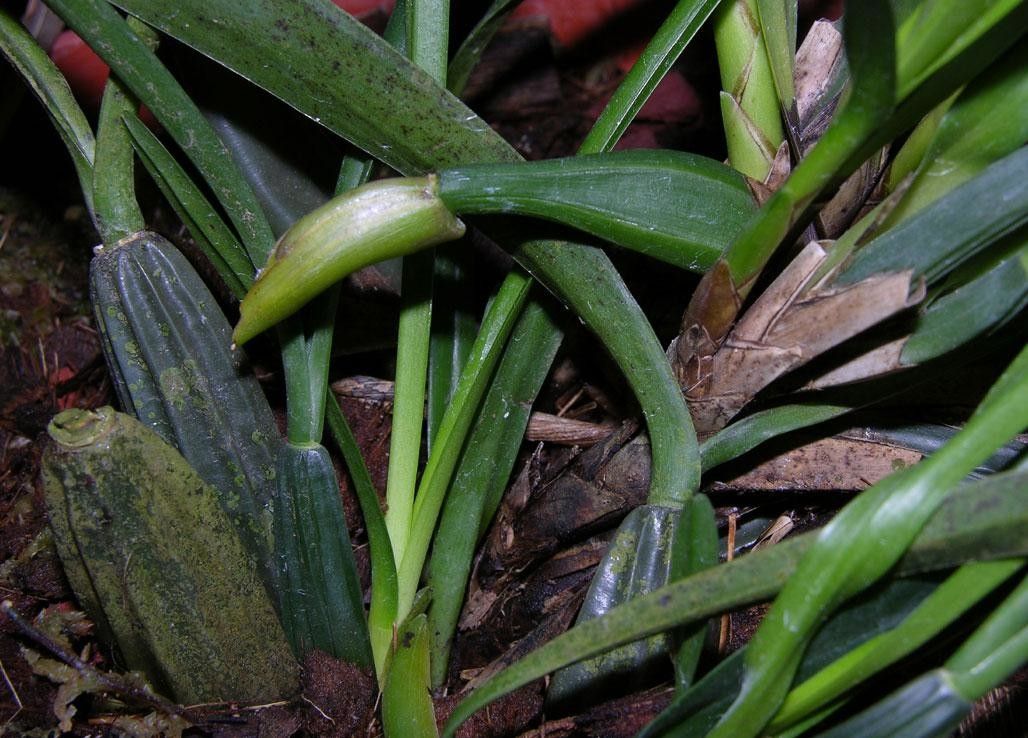 Maxillaria aciantha bark